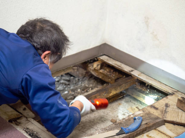 Best Black Mold Removal  in Summit, MS