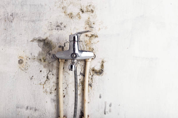 Best Professional Mold Removal  in Summit, MS