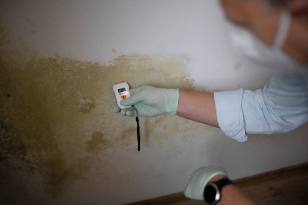 Best Mold Removal Company Near Me  in Summit, MS